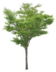 albero natura smaltimento